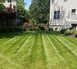 A lush, green backyard that has just been mowed and manicured 