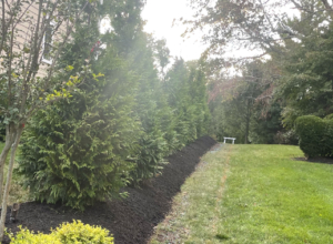 Photo of privacy trees planted between two homes